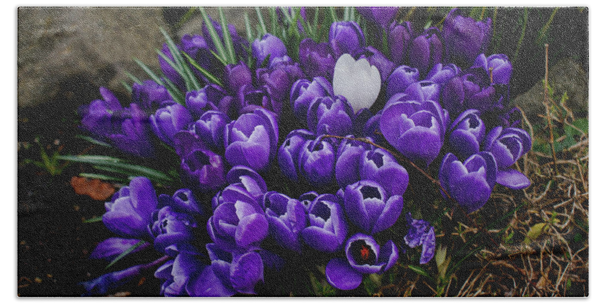 Wall Art Bath Towel featuring the photograph White Crocus on a field of purple by Ron Roberts