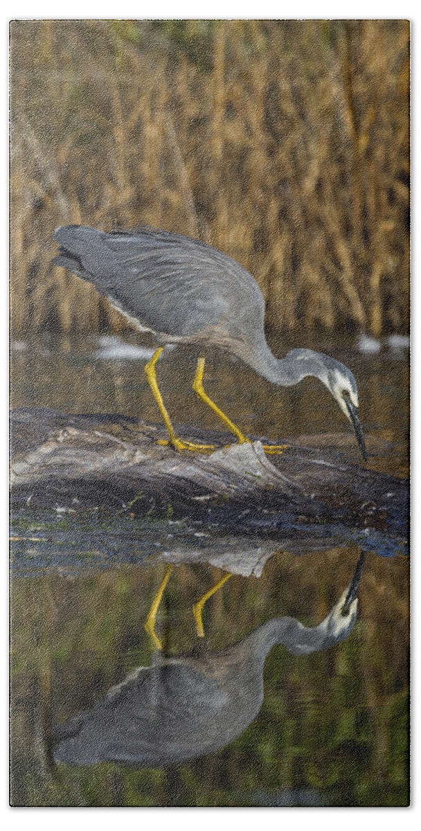 Feb0514 Bath Towel featuring the photograph White-faced Heron Foraging Hawkes Bay by Mark Hughes