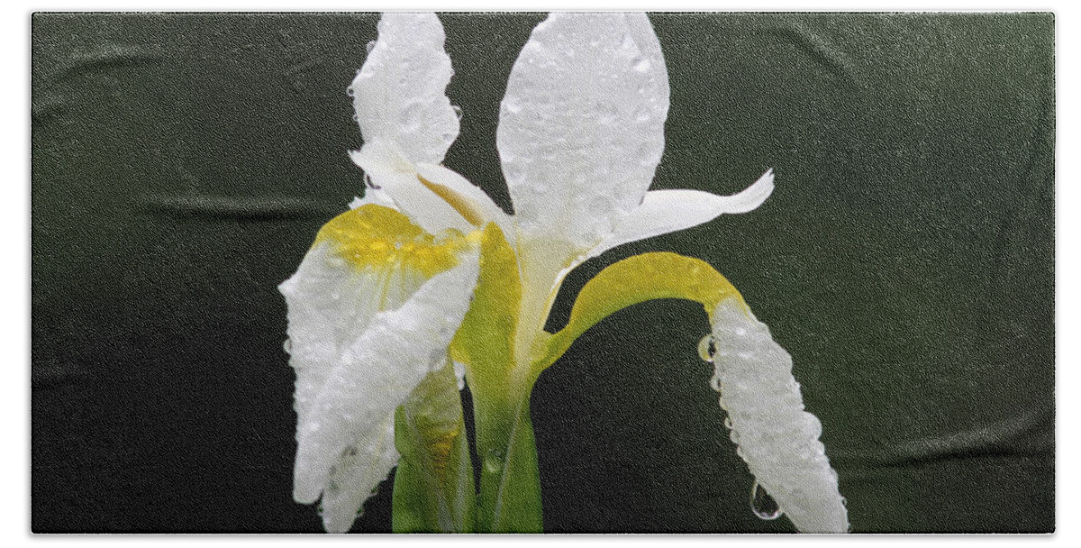 White Bath Sheet featuring the photograph White Iris by Juergen Roth