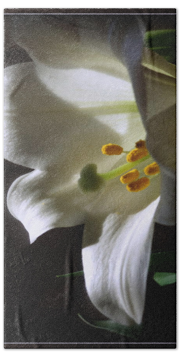 White Bath Towel featuring the photograph White Lily by Kay Novy