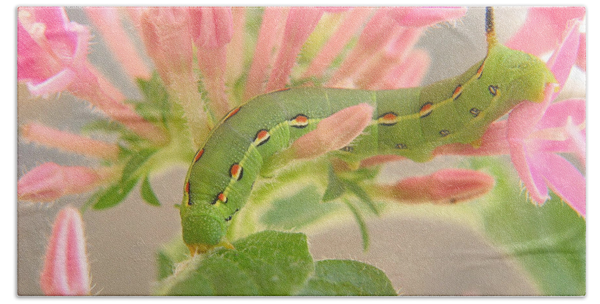 Moth Bath Sheet featuring the photograph White-Lined Sphinx Moth Caterpillar by David and Carol Kelly