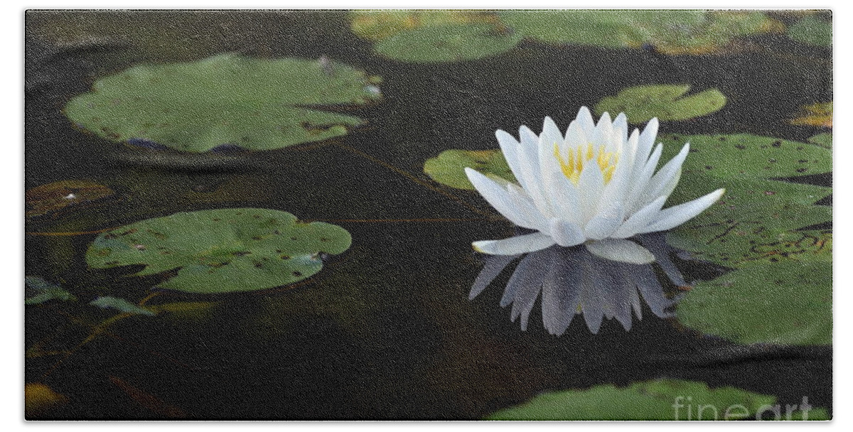 Lily Flower Bath Towel featuring the photograph White lotus lily flower and lily pad by Glenn Gordon