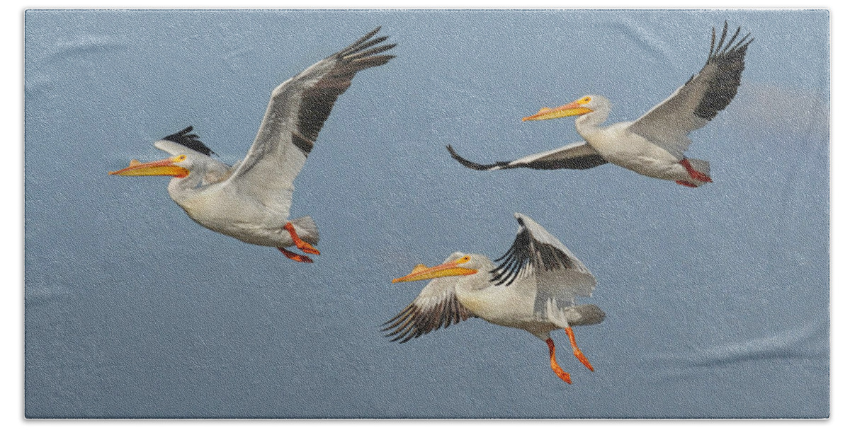 White Pelican Bath Sheet featuring the photograph White Pelican Trio by Dave Mills
