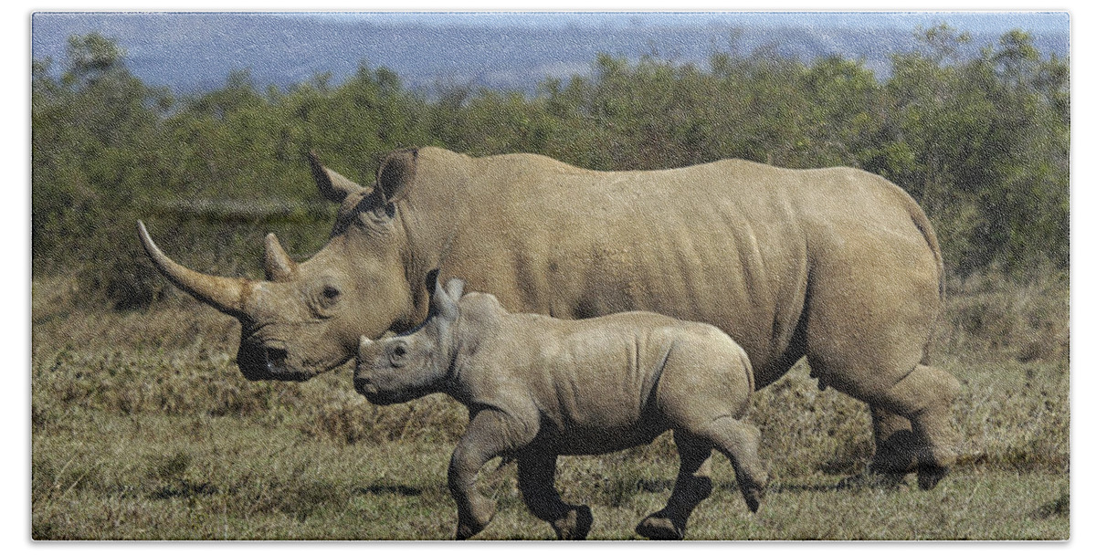 Hiroya Minakuchi Hand Towel featuring the photograph White Rhinoceros And Calf Kenya by Hiroya Minakuchi