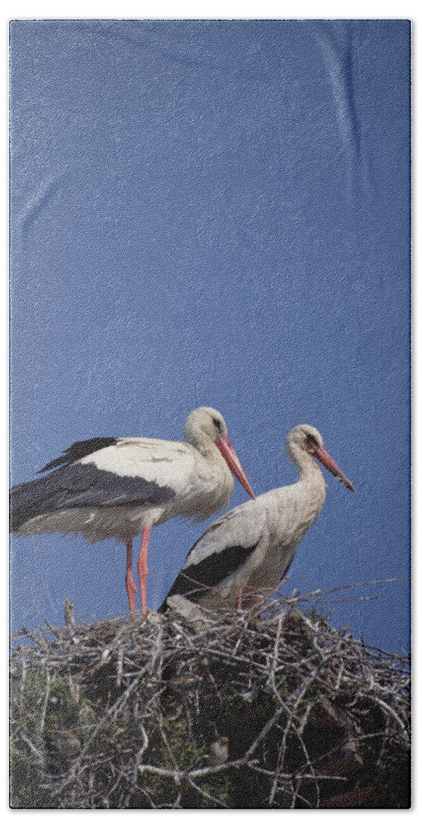 Feb0514 Hand Towel featuring the photograph White Stork Couple At Nest Europe by Konrad Wothe