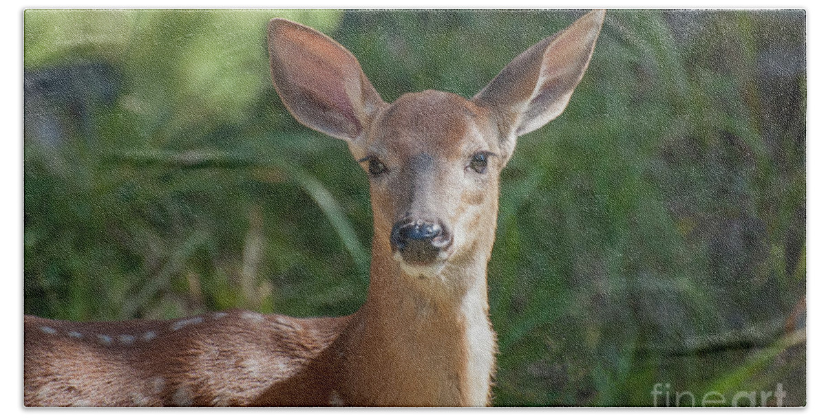 Fawn Bath Towel featuring the photograph White-Tailed Fawn by Bianca Nadeau