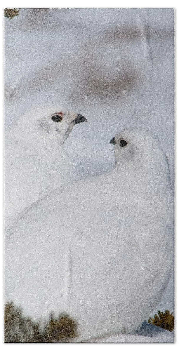 White-tailed Ptarmigan Hand Towel featuring the photograph White-tailed Ptarmigan Pair by Cascade Colors