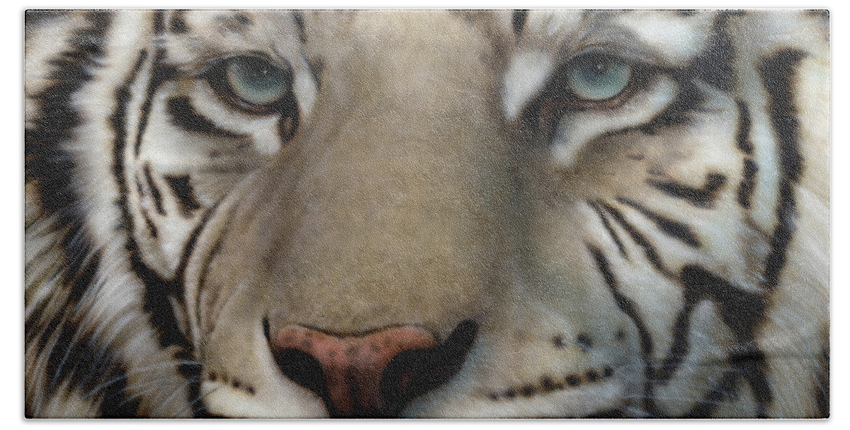 Siberian Tiger Hand Towel featuring the painting White Tiger - Up Close and Personal by Wayne Pruse