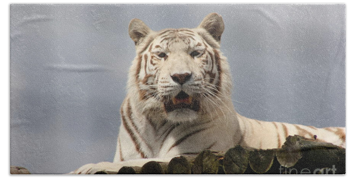 White Hand Towel featuring the photograph White Tiger Portrait by Vicki Spindler
