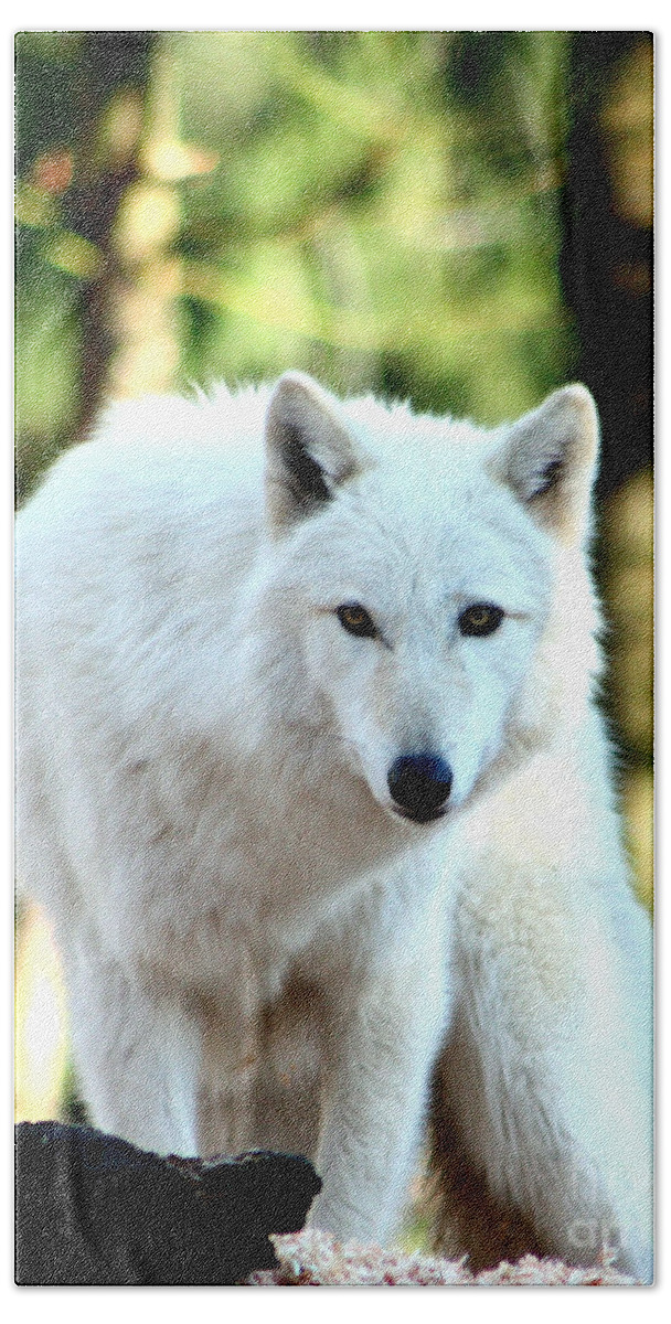 Wolf Hand Towel featuring the photograph White Wolf by Nick Gustafson