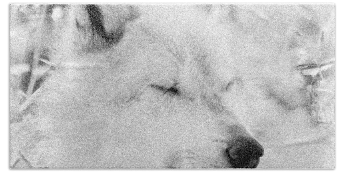 Wolves Bath Sheet featuring the photograph White Wolf Shut Eye by Athena Mckinzie