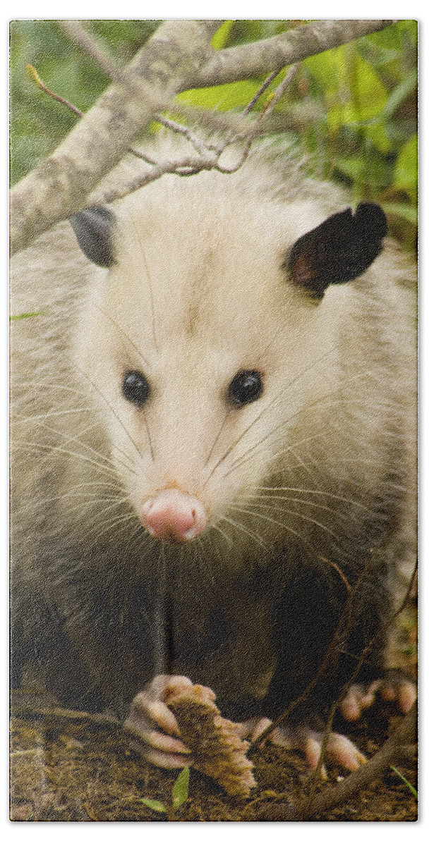 Opossum Bath Towel featuring the photograph Who Says Possums Are Ugly by Kathy Clark