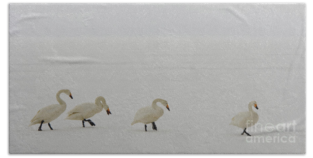 Cygnus Cygnus Hand Towel featuring the photograph Whooper Swans by John Shaw