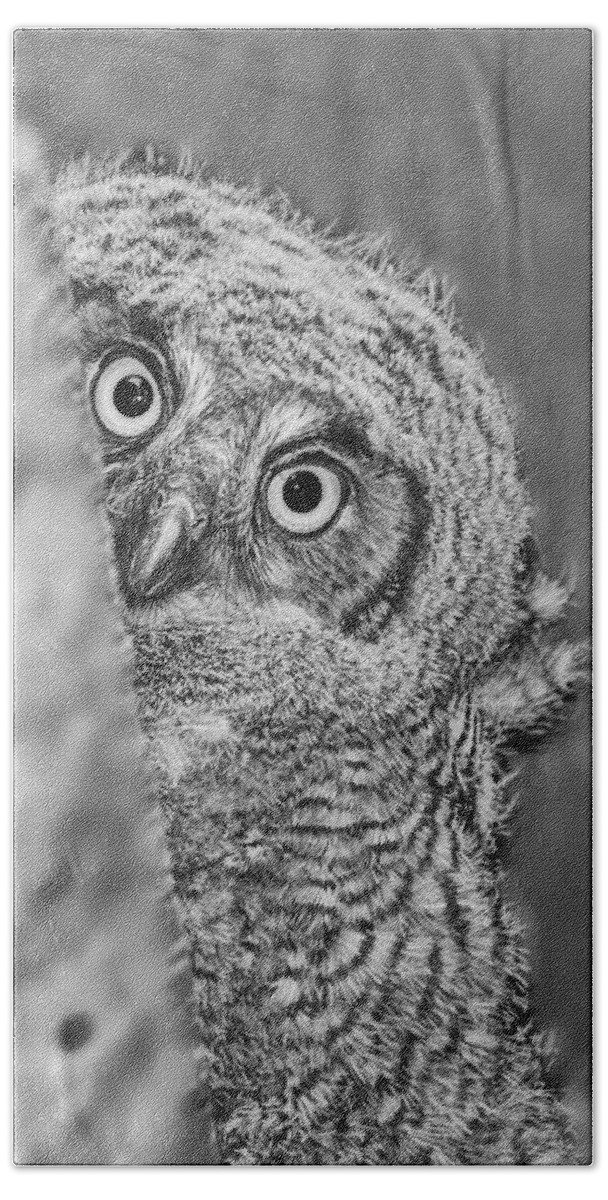 Baby Great Horned Owl Hand Towel featuring the photograph Who's There? by Peg Runyan