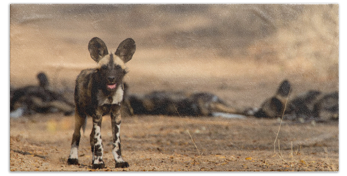 African Wild Dog Hand Towel featuring the photograph Wild Dog Puppy by Max Waugh