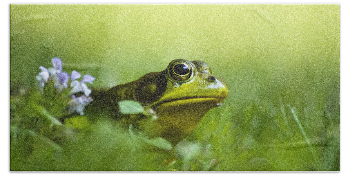 Frogs Bath Towel featuring the photograph Wild Green Frog by Christina Rollo