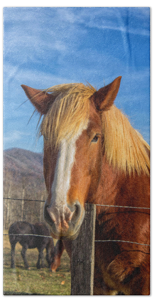 Cades Cove Bath Towel featuring the photograph Wild Horse at Cades Cove in the Great Smoky Mountains National Park by Peter Ciro