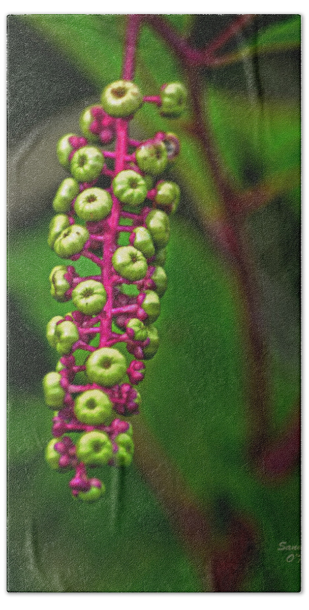 Pokeweed Bath Towel featuring the photograph Wild Pokeweed Berries by Sandi OReilly