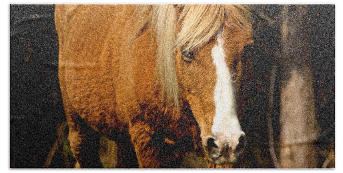 Assateague Bath Towel featuring the photograph Wild Pony by Kathi Isserman