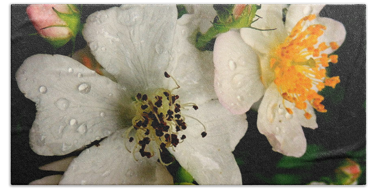 Rose Hand Towel featuring the photograph Wild Rose by Mim White