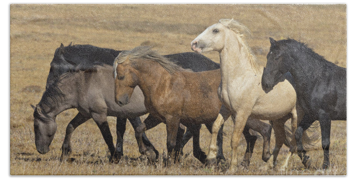 00537206 Bath Towel featuring the photograph Wild Stallion Herd Pryor Mountain by Yva Momatiuk and John Eastcott