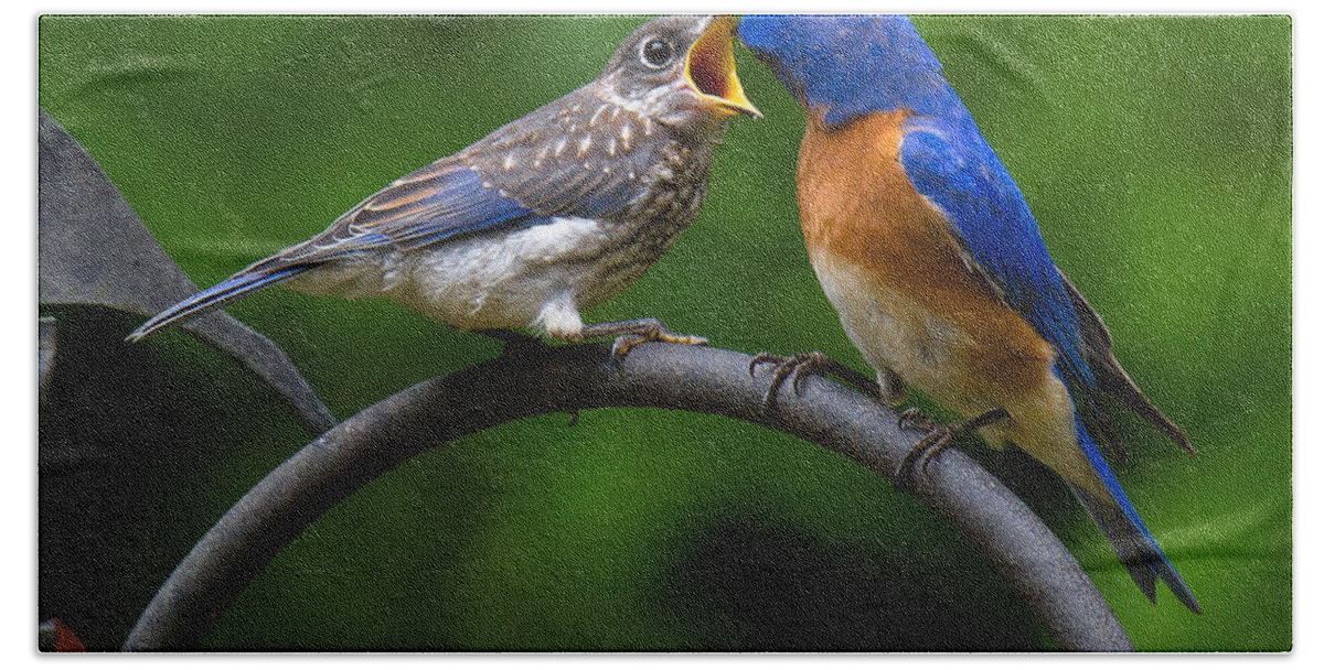 Bluebird Bath Towel featuring the photograph Will Sing For Food by Robert L Jackson