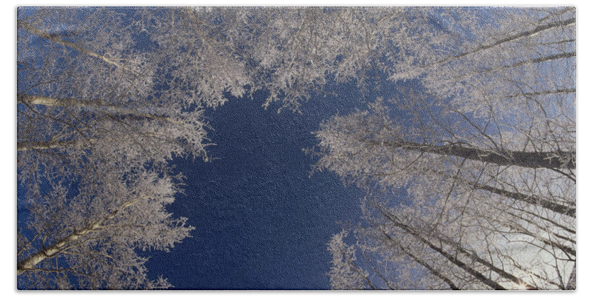 Feb0514 Bath Towel featuring the photograph Winter Aspen Canopy Yellowstone by Konrad Wothe