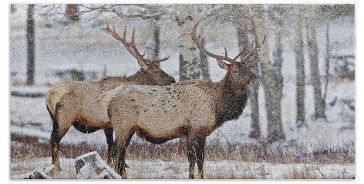 Winter Hand Towel featuring the photograph Winter Elk by Gary Langley