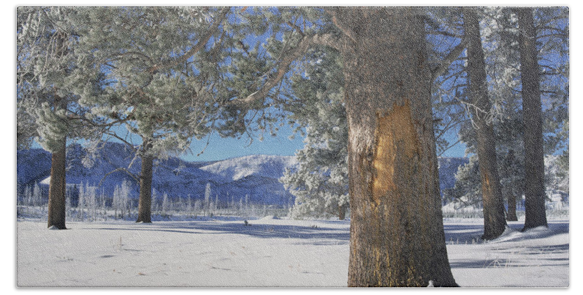 0174291 Bath Towel featuring the photograph Winter In Yellowstone National Park by Tim Fitzharris