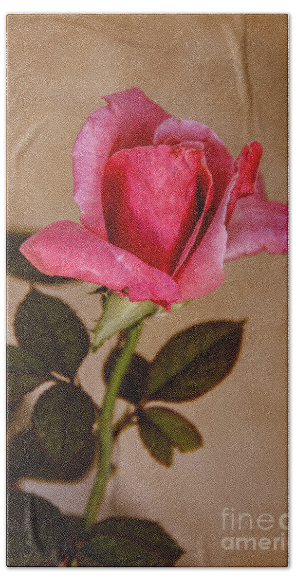 Perennial Bath Towel featuring the photograph Winter Rose Bud by Robert Bales