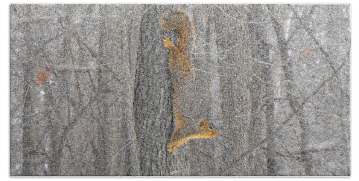 Nature Bath Towel featuring the photograph Winter Squirrel by Erick Schmidt