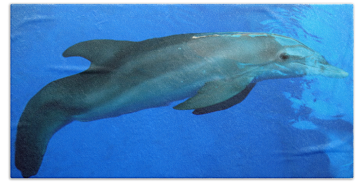 Nature Bath Towel featuring the photograph Winter the Dolphin by Doug McPherson