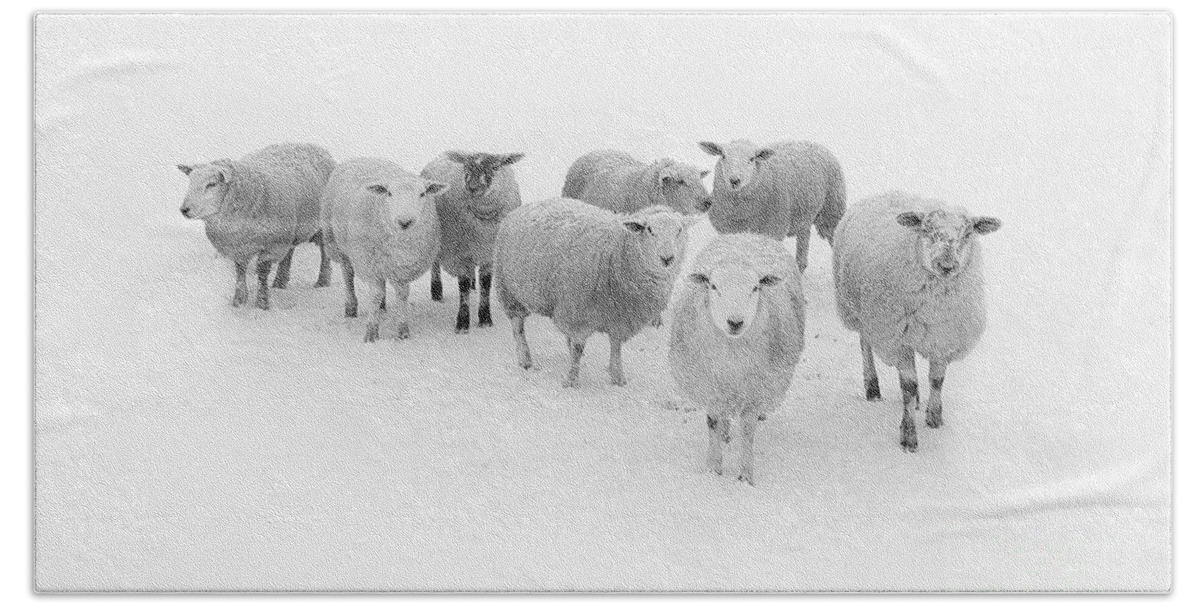 Sheep In Winter Sheep In Snow Animals Seasons Winter Yorkshire Trees Snow Sheep Monochrome Black And White Fog Mist 8 Sheep Winter Tree Cold Ryedale Bath Sheet featuring the photograph Winter Woollies by Janet Burdon