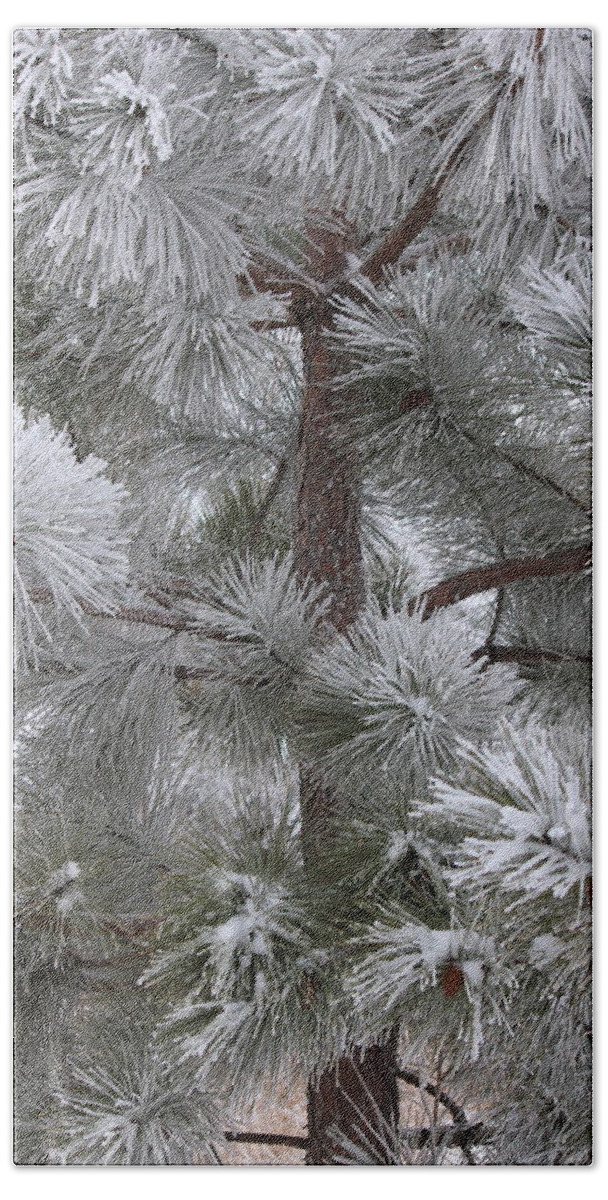 Pine Tree Hand Towel featuring the photograph Winter's Gift by Penny Meyers