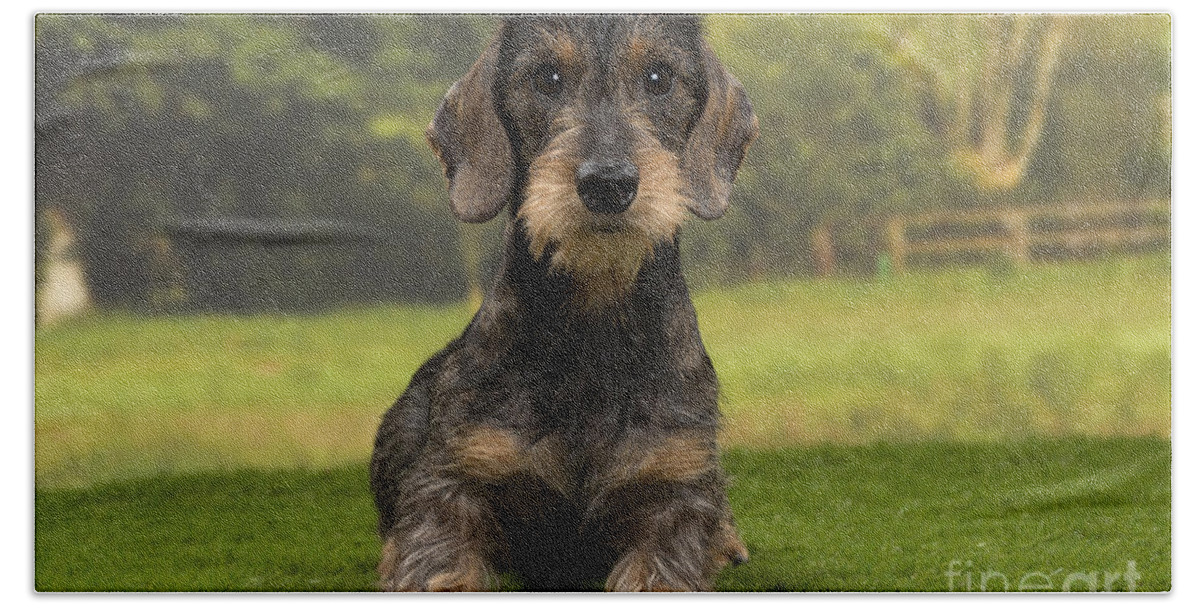 Dachshund Hand Towel featuring the photograph Wirehaired Dachshund by Jean-Michel Labat