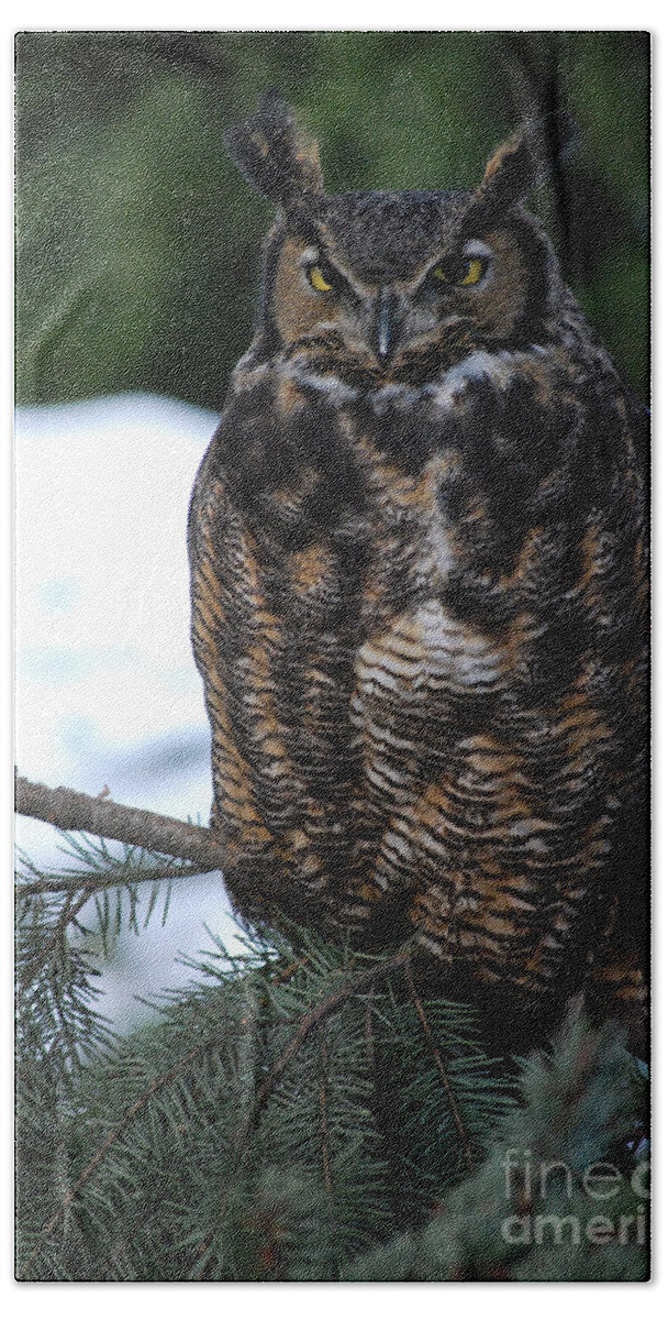 Raptor Bath Towel featuring the photograph Wise Old Owl by Sharon Elliott
