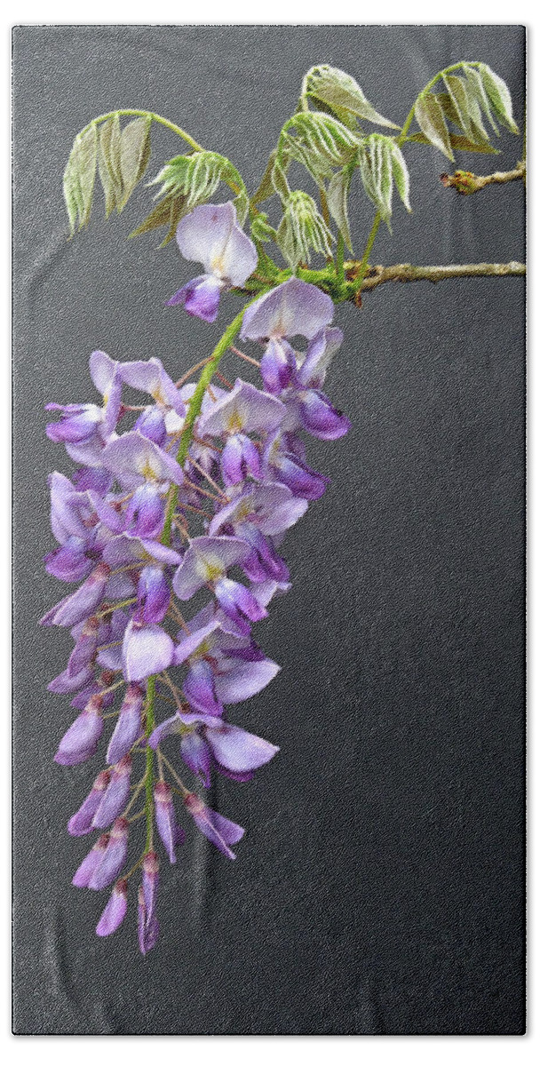 Macro Bath Towel featuring the photograph Wisteria Blossom by Pete Trenholm