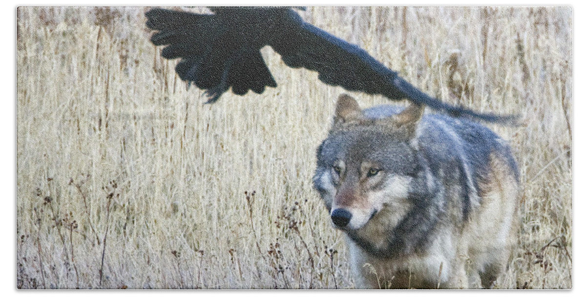 Wolf Bath Towel featuring the photograph Wolf and Raven by Max Waugh