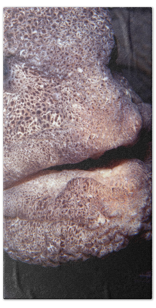 Actinopterygii Hand Towel featuring the photograph Wolf Eel Face by Greg Ochocki