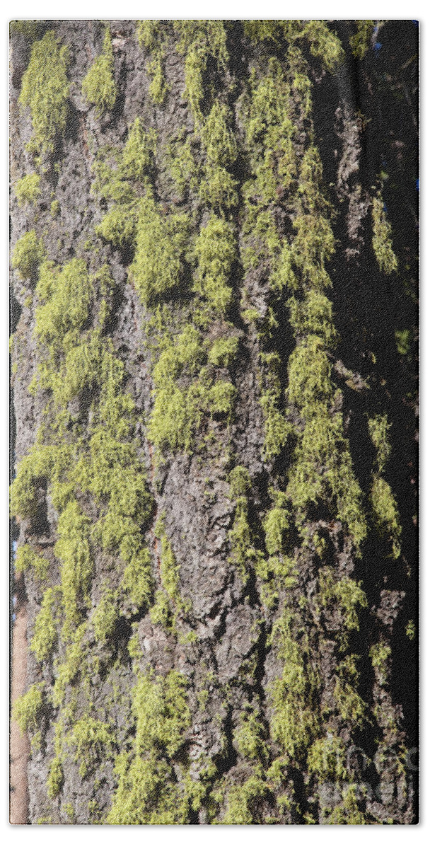 Tree Bath Towel featuring the photograph Wolf Lichen by Gregory G. Dimijian, M.D.
