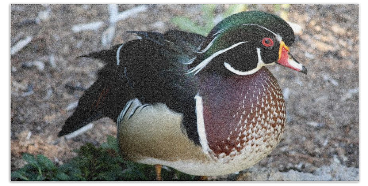 Wood Duck Bath Towel featuring the photograph Wood Duck by Carol Groenen
