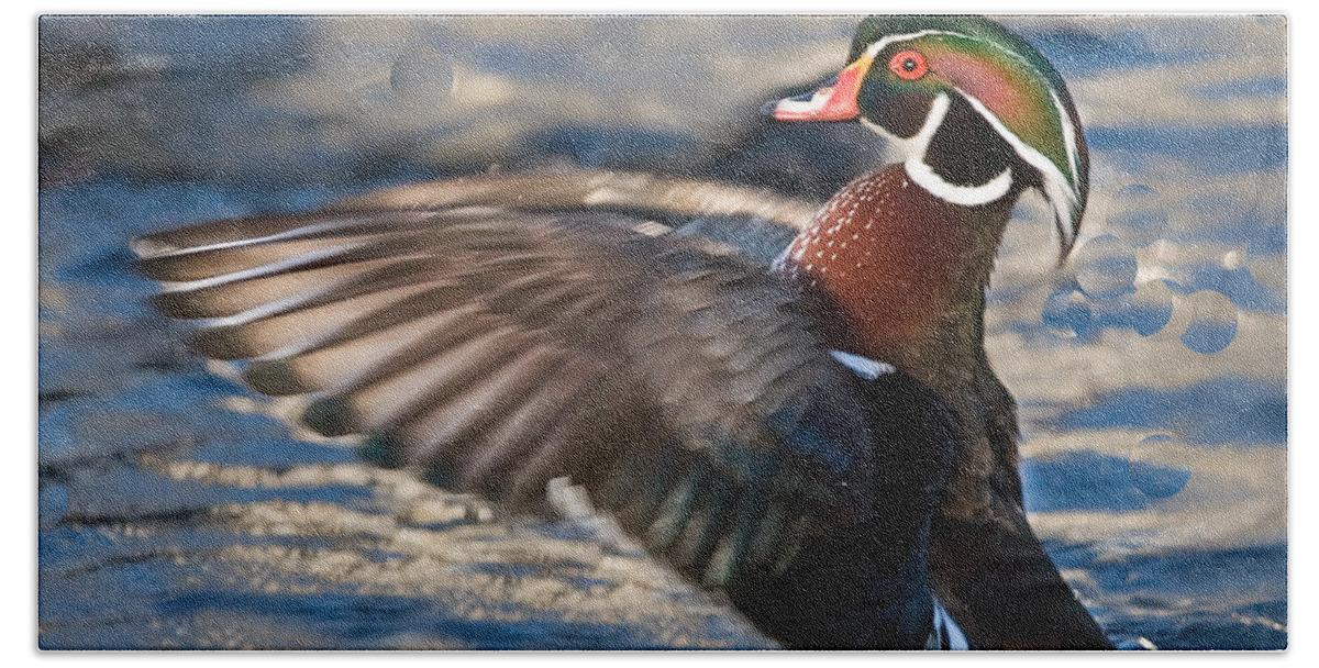 Wood Bath Towel featuring the photograph Wood Duck by Ronald Lutz
