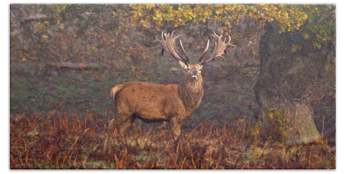 Red Deer Bath Towel featuring the photograph Woodland Stag by Scott Carruthers