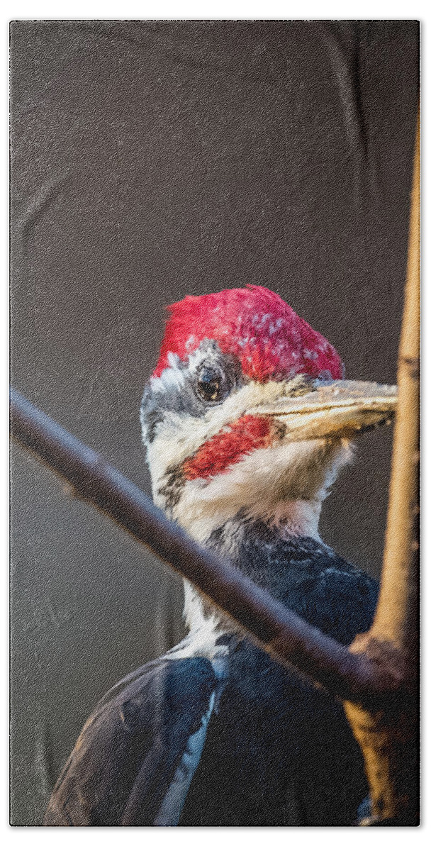 Pileated Hand Towel featuring the photograph Woody Woodpecker by Paul Freidlund