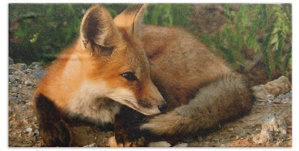 Red Fox Hand Towel featuring the photograph Worn Out from Chasing Squirrels by Kristin Elmquist
