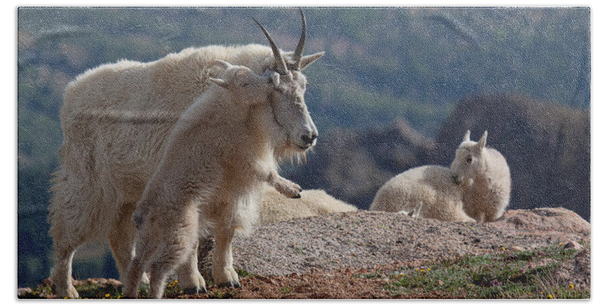 Mountain Goats; Posing; Group Photo; Baby Goat; Nature; Colorado; Crowd; Baby Goat; Mountain Goat Baby; Happy; Joy; Nature; Brothers Bath Towel featuring the photograph XX's and OO's by Jim Garrison