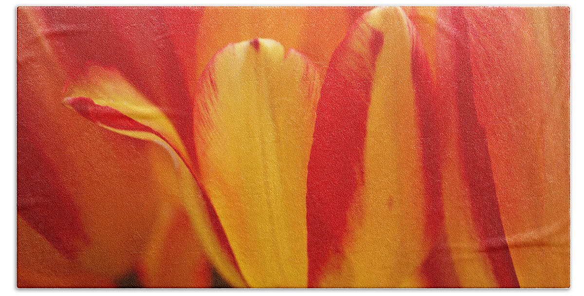 Tulips Bath Towel featuring the photograph Yellow and Red Striped Tulips by Rona Black