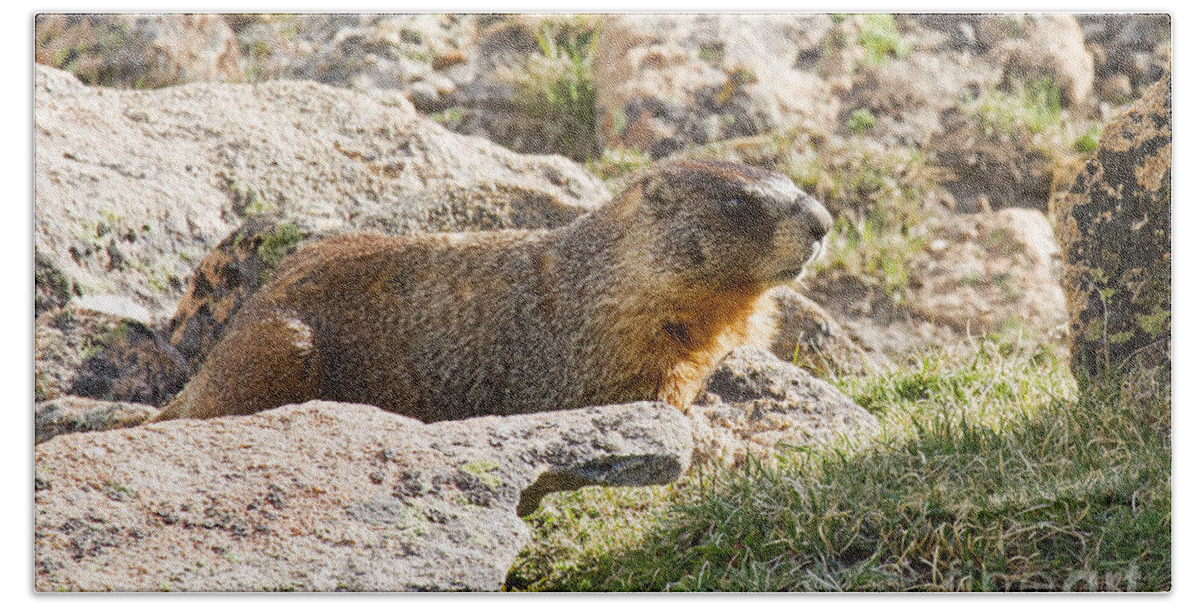 Colorado Bath Towel featuring the photograph Yellow Bellied Marmot in Rocky Mountain National Park by Fred Stearns