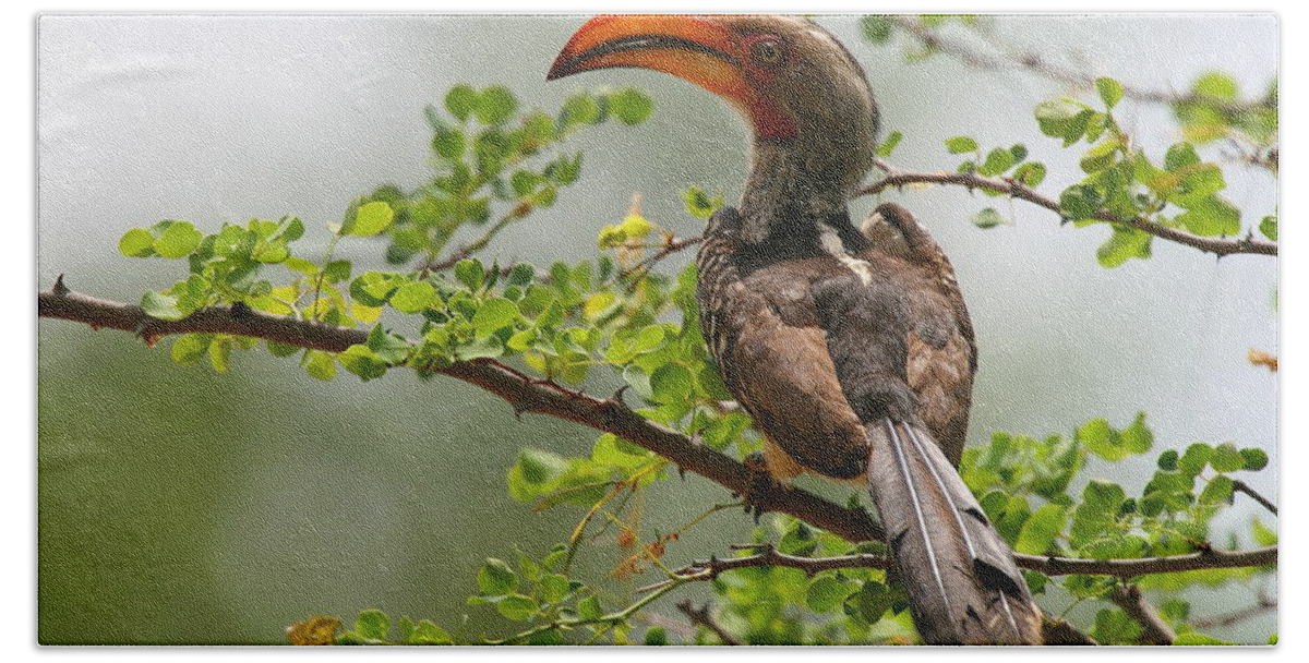 Hornbill Hand Towel featuring the photograph Yellow-billed Hornbill by Bruce J Robinson