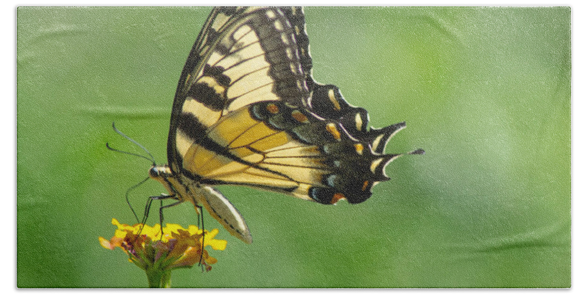 Butterfly Bath Towel featuring the photograph Yellow Butterfly by Shannon Harrington